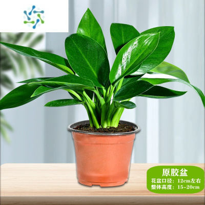 万年青植物价格 万年青植物最新报价 万年青植物多少钱 苏宁易购