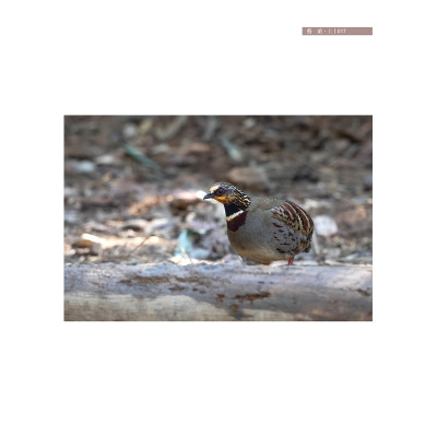 浙江乌岩岭国家级自然保护区鸟类图鉴(上册)