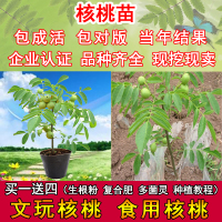 文玩核桃树苗狮子头当年结果盆栽地栽四座楼麒麟纹官帽野生果树苗