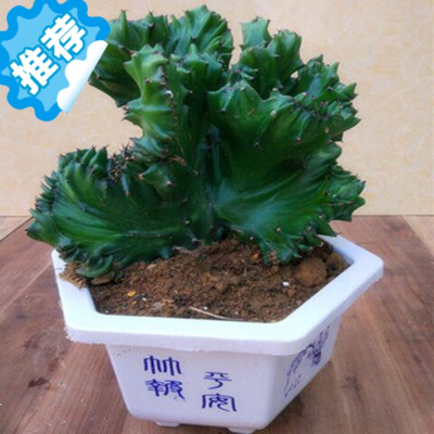 花卉盆栽植物 花卉盆栽植物推荐 苏宁易购