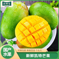 [苏鲜生] 新鲜凯特芒果 净重5斤 中果 单果250g左右 当季整箱新鲜现摘热带时令水果甜心芒应季水果1