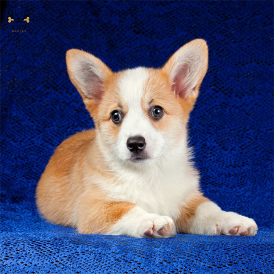 麦比佳纯种柯基犬幼犬 狗狗活体小体柯基狗双血统级宠物狗狗公母视频挑选小短腿小型犬包健康疫苗驱虫做好