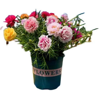 诚智旺 太阳花 TYH-1/棵