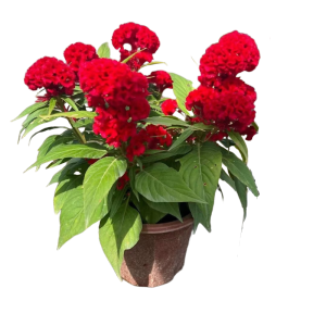 诚智旺 种植鲜花 25cm/杯