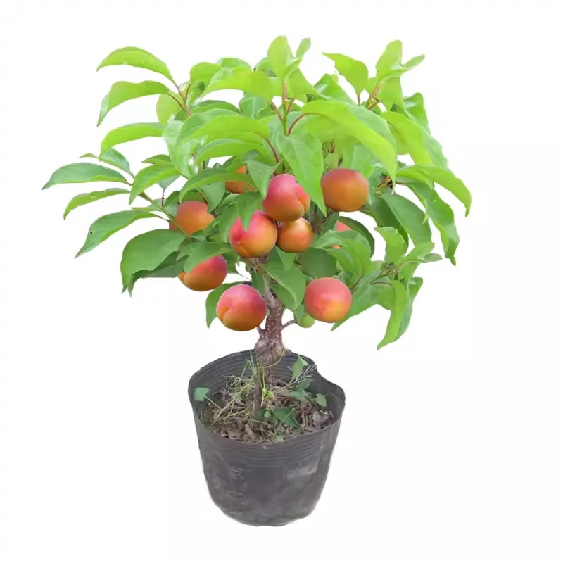 诚智旺 杏树苗 Ф20mm/束