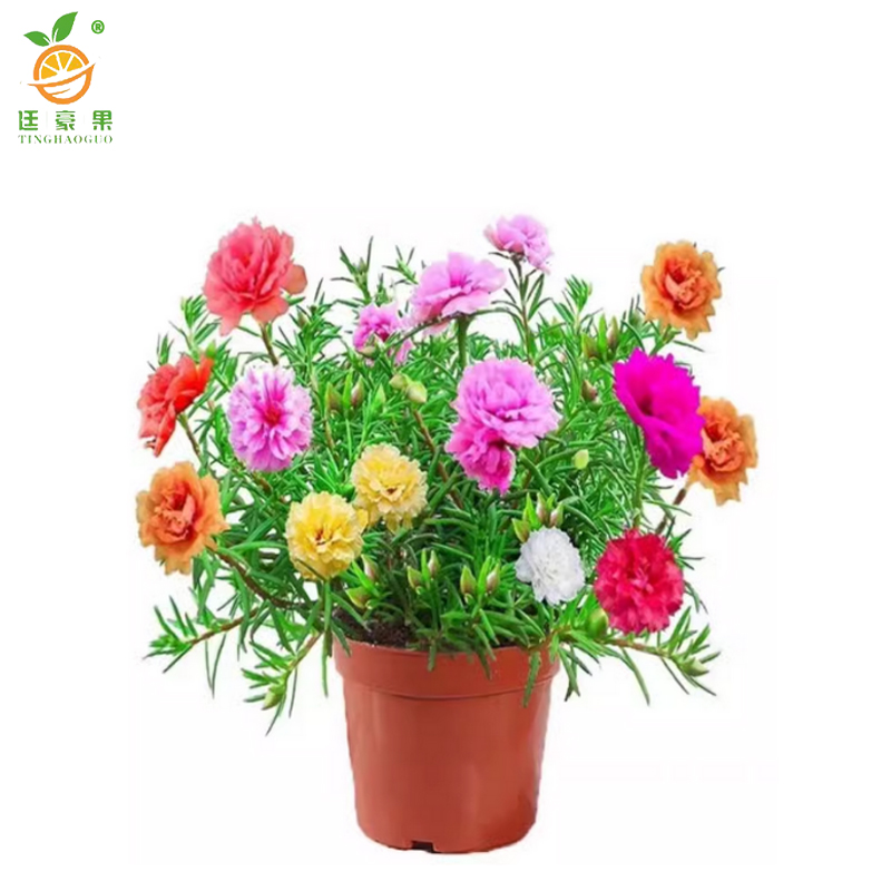 廷豪果 太阳花 盆栽 /盆