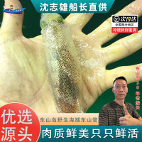 沈志雄福建东山岛澳角村海鲜东山小管鱿鱼灯光小管高级白管笔管鱼 6-14个/400g*2盒