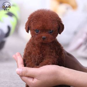 麦比佳 泰迪犬幼犬 泰迪犬狗狗活体茶杯犬泰迪宠物狗 小体玩具型长不大微小体贵宾犬泰迪贵宾杯子狗视频挑选包健康狗狗