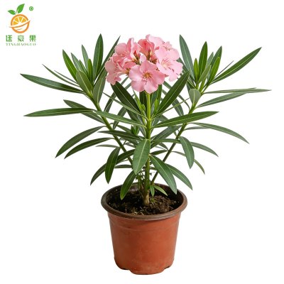 廷豪果 夹竹桃 高40-50公分 /棵