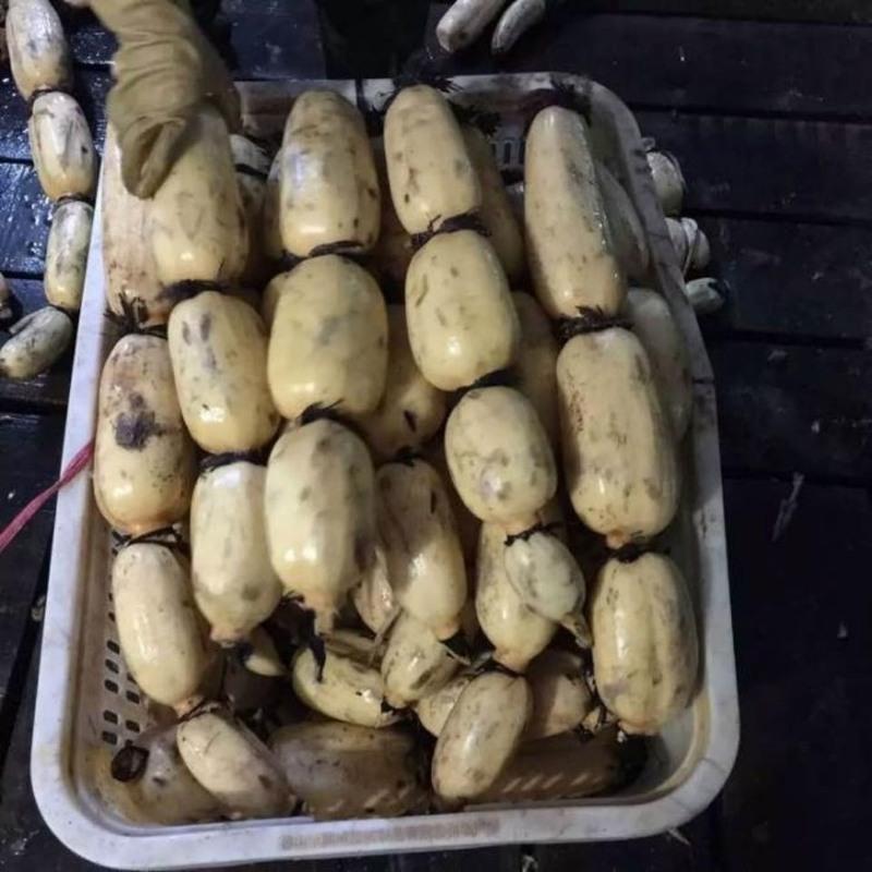 湛航 汕头西胪新鲜莲藕糯米藕粉藕本地生鲜蔬菜农家现挖带泥九孔煲汤