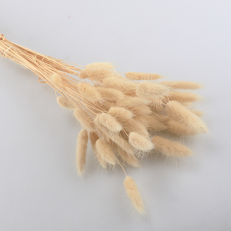 狗尾巴草米白色(50支)