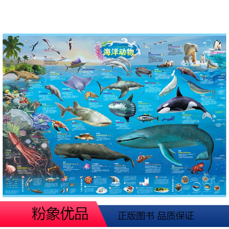 [正版]海洋动物 儿童房地图大百科海底世界大探秘 动物世界儿童鲸鱼世界 海沟介绍 约1.1*0.8米 认知探索