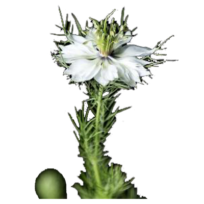 津沽园艺花卉种子香草种子黑种草种子阳台种植约50粒