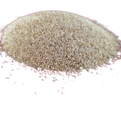 诚智旺 四季青草籽 含播种 500g/袋