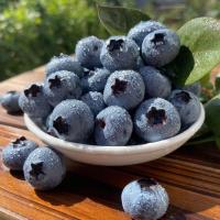 [西沛生鲜]顺丰快递 秘鲁进口蓝莓王 个头饱满 12盒 125g/盒 口感甜蜜