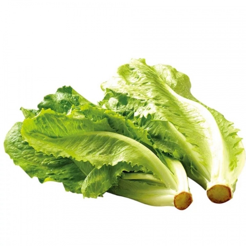 生菜 牛奶生菜 青菜叶菜类农家蔬菜新鲜绿菜 4斤