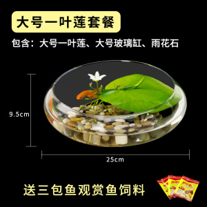 圆鱼缸小型桌面创意玻璃睡莲圆形水培植物金鱼缸一体水养家用造景
