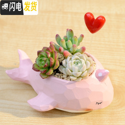 三维工匠zakka田园多肉花盆可爱卡通动物花盆鲸鱼花园派对创意小花盆套餐 鲸鱼岛樱粉+随机三颗肉+红心配土+铺面花盆容器