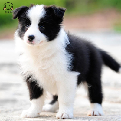 麦比佳 边境牧羊犬幼犬 边牧狗活体 纯种血统级中大型边牧犬大骨架三通七白通脖通背牧羊犬高智商宠物狗视频挑选