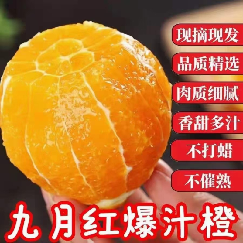 三峡秭归脐橙 中国脐橙之乡 九月红爆汁橙整箱5斤 大果70MM+ (表皮略有瑕疵,不影响口感,介意者勿拍)