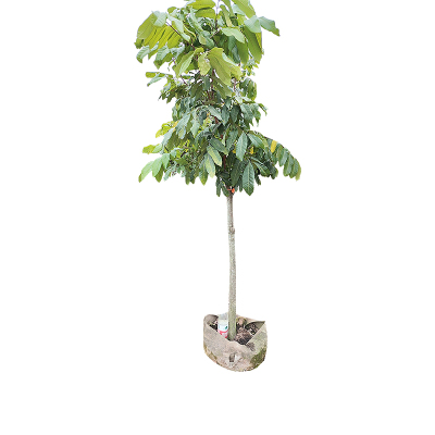 海铁科技龙眼树3m Φ7-10/棵