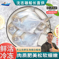 23沈志雄 船长国产福建东山岛澳角村海鲜海捕白鲳鱼鲳鱼平鱼银鲳鱼小白鲳 中白鲳4条共1.7-1.9斤