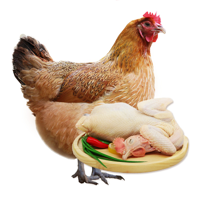 农家土鸡老母鸡一只装 生态散养柴鸡700天 2斤 农村新鲜草鸡笨鸡乌鸡