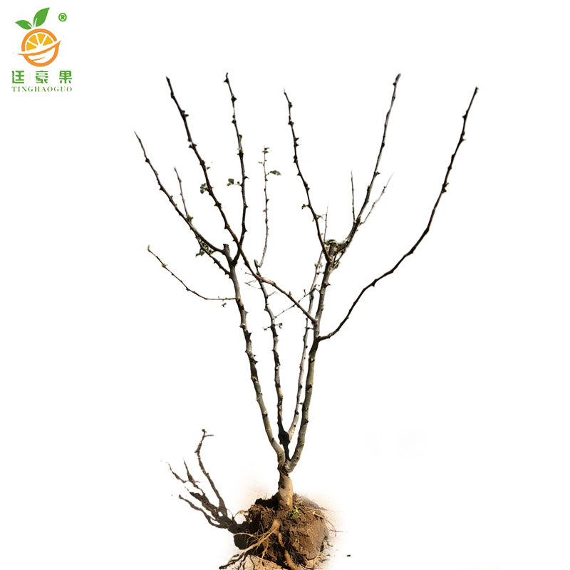 廷豪果 花椒树苗 高80-110cm 棵