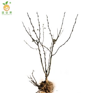 廷豪果 花椒树苗 高80-110cm 棵