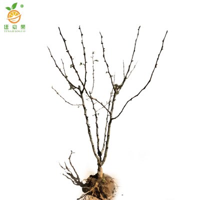 廷豪果 花椒树苗 高80-110cm 棵