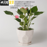 三维工匠陶瓷花盆北欧特大号中号简约桌面多肉盆栽绿萝吊兰带托盘 乳白色228亚白点 大花盆容器