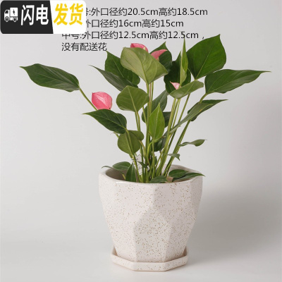 三维工匠陶瓷花盆北欧特大号中号简约桌面多肉盆栽绿萝吊兰带托盘 乳白色228亚白点 大花盆容器