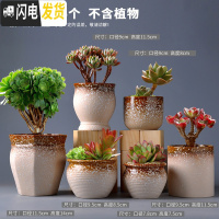 三维工匠多肉花盆陶瓷肉肉植物粗陶透气创意个性大口径中小号盆器 组合2(6个) 中等花盆容器