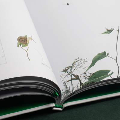 虫子旁 (少儿精选版)