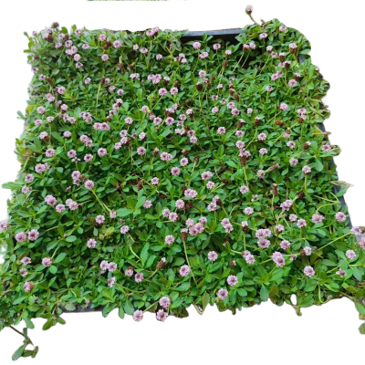 诚智旺 姬岩垂草 JYC-1/平方米