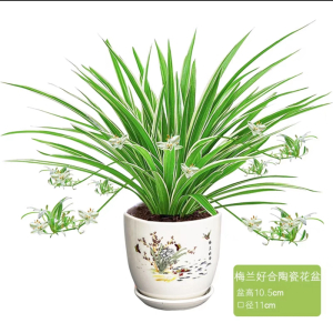 [补贴10%]金边吊兰盆栽花卉植物室内花净化空气绿植水培垂吊客厅甲醛阳台