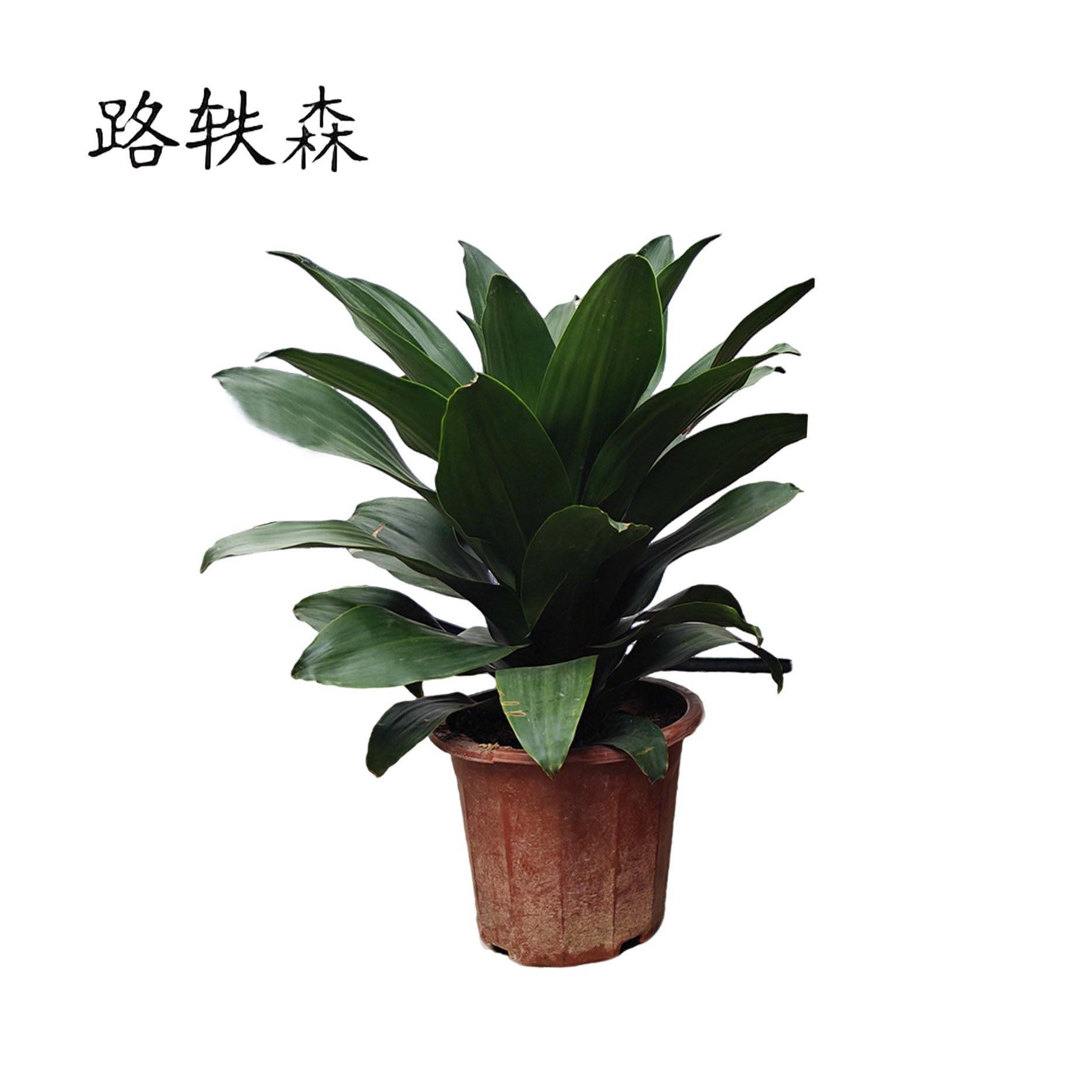 路轶森 精品也门铁 50cm 棵