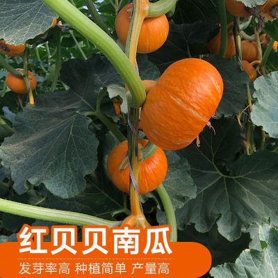 回固贝贝南瓜种子春秋四季绿红面瓜板栗味粉糯香甜栗小南瓜窝瓜种籽红板栗小南瓜种子500粒