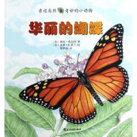 正版新书]华丽的蝴蝶/亲近自然奇妙的小动物(美)琳达·格拉泽|译