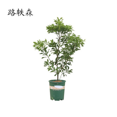 路轶森 杨梅树高1.5-2m 棵