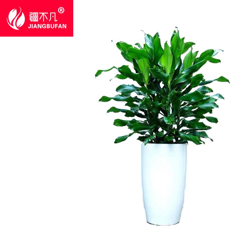 疆不凡时来运转盆栽 JBF-CJTZ172颗