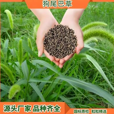 田野风生态狗尾巴草草坪草种子护坡绿化固土花园庭院易活绿化草籽 25Kg 单位/袋