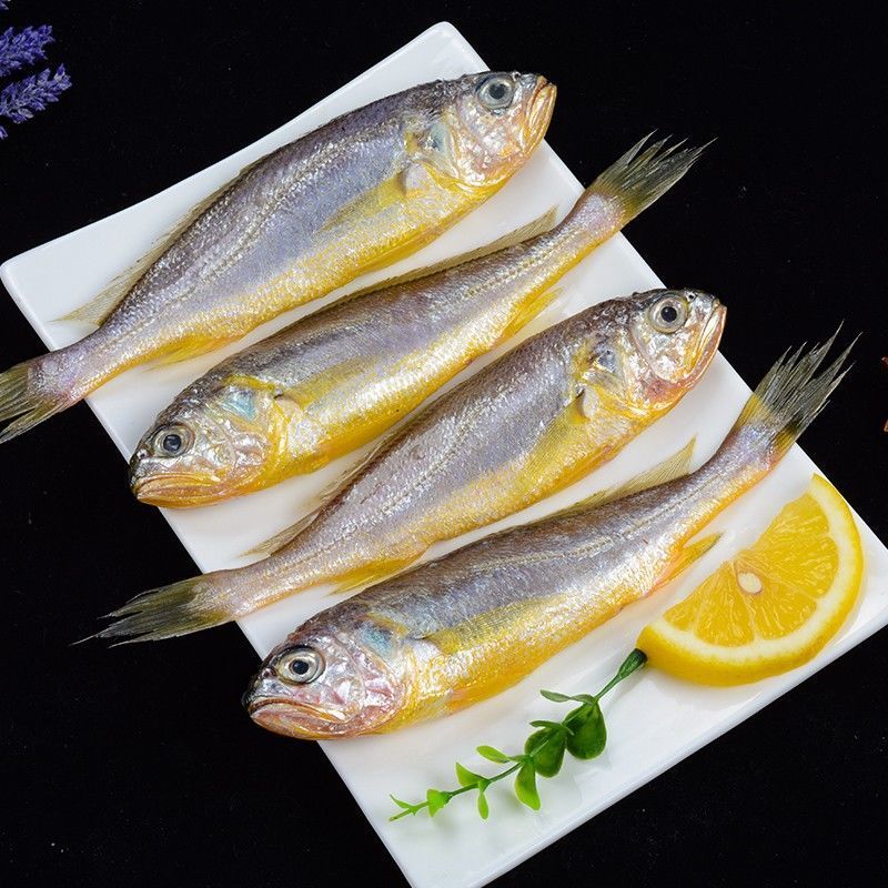 小黄鱼海鲜鲜活黄花鱼海鲜鲜活小黄鱼 5斤装[一斤12-15条]推荐购买