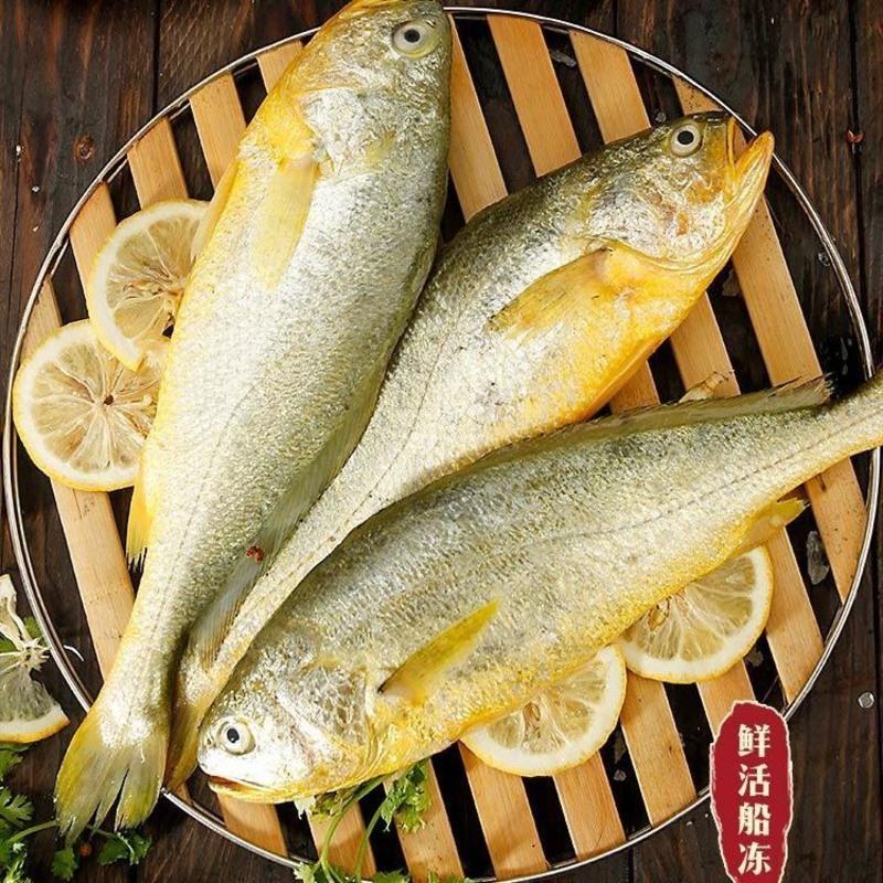 赛卡伊 东海大黄花鱼鲜活冷冻大黄鱼海鲜水产批发海鱼黄鱼 大黄花鱼(3
