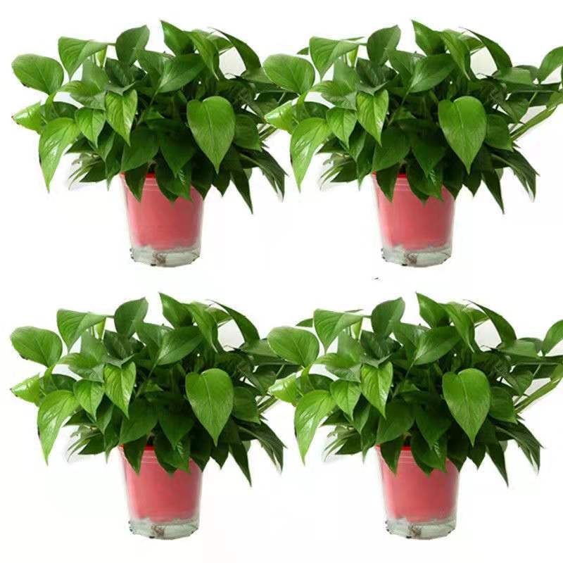 室内花草盆景 报价行情 排行 品牌 参数 怎么样 图片 商家 苏宁易购移动版