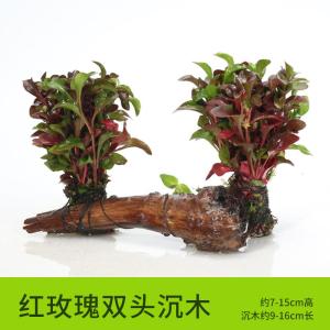 懒人水有茎类鱼缸装饰水榕沉木净化水质的水辣椒榕水族箱