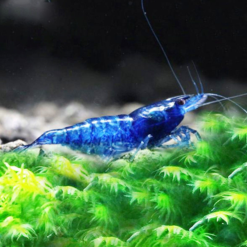 水族淡水宠物鲜活除藻清洁工具虾樱花水晶虾黄金米鱼虾 :蓝宝石10送2