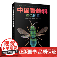 中国青蜂科彩色图鉴 27属180种 附有我国分布的青蜂科不同分类阶元的图文式检索表 各个种类的简要特征图及动物区系分布等
