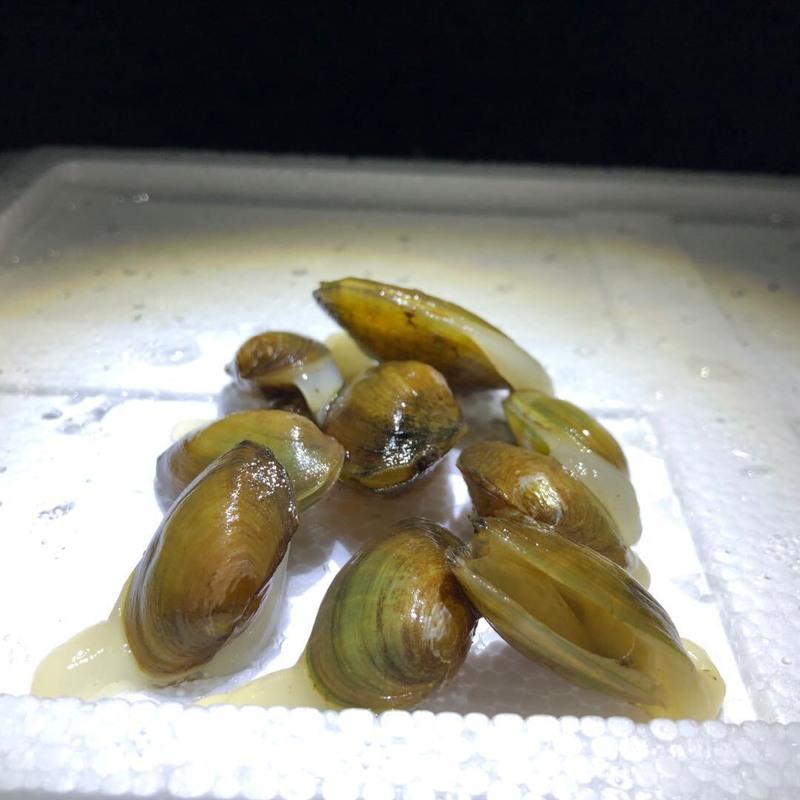 小河蚌 小河蚬 溪蚬 鳑鲏繁殖工具 净化水质 溪螺 观赏除水藻神器