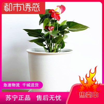 室内花架包邮价格 室内花架包邮最新报价 室内花架包邮多少钱 苏宁易购